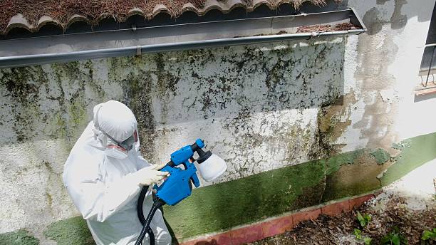 Trusted Mold Remediation service in Fredericksburg, TX - Cheap Mold Removal